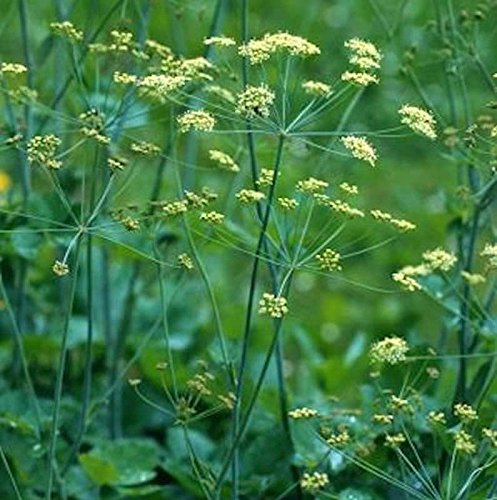 Kleine Bibernelle - Pimpinella saxifraga - lebende Gartenpflanze aus den Baumschulen