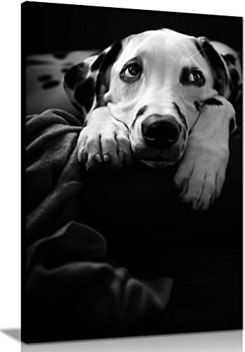Panther Print Fine Art Prints Black & White Resting Dalmatian Dog Portrait Artistic Framed Canvas Print, Pictures for Home Walls, Bedroom, Living Room & Bathroom Decor 46x31cm (18x12in)