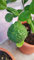 Citrus hystrix greffé sur Volkameriana/Combava/Conteneur de 1 à 1.9 litres/Tigette