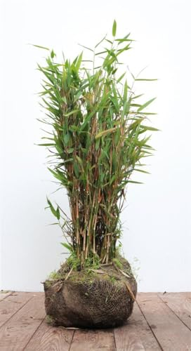 Schirmbambus 'Jumbo' 40-60 cm Ballen Fargesia murieliae winterhart