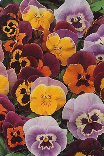 45 Seeds of Flower Pansy Joker Mixed F2