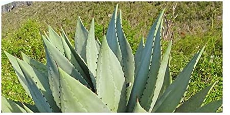 Stk - 10x Agave albescens Agaven Garten Pflanzen - Samen ID652 - Seeds & Plants Shop by Ipsa