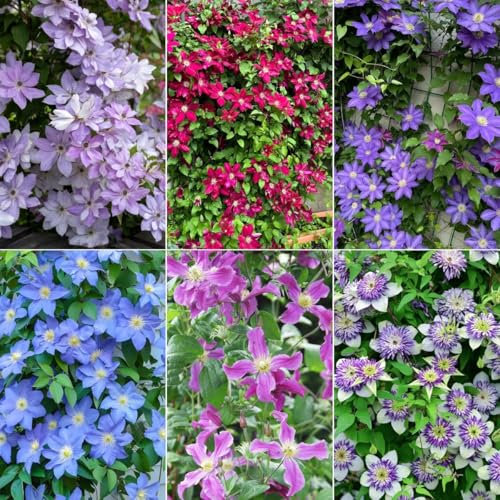 8 pcs Clematis Winterhart Mehrjährig Zwiebeln, frühlingsblüher zwiebeln Clematis florida, Klematis, blumen deko zimmerpflanzen stauden winterhart mehrjährig zwiebeln bienenfreundliche