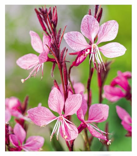 BALDUR Garten Prachtkerze - Gaura 'Pink',2 Pflanzen, winterharte Trendstaude, Blüten in Schmetterlingsoptik, absolut pflegeleicht, ideal für Beet & Kübel, bienenfreundlich, mehrjährig