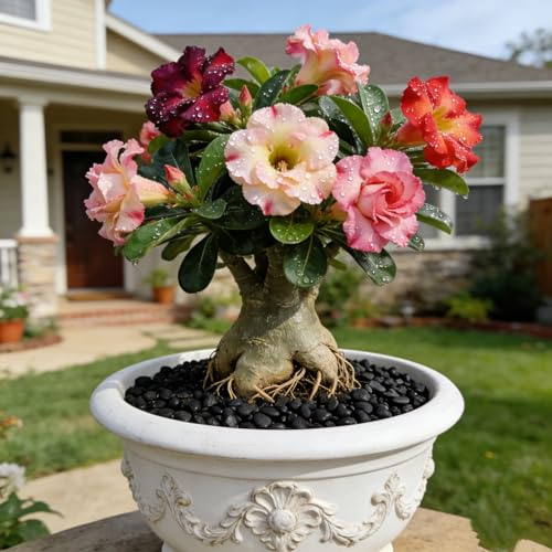 Rosa del desierto excepcional Perenne resistente al frío Plantación de interior y exterior Crea RáPidamente Un Hermoso JardíN-1bulbo-D