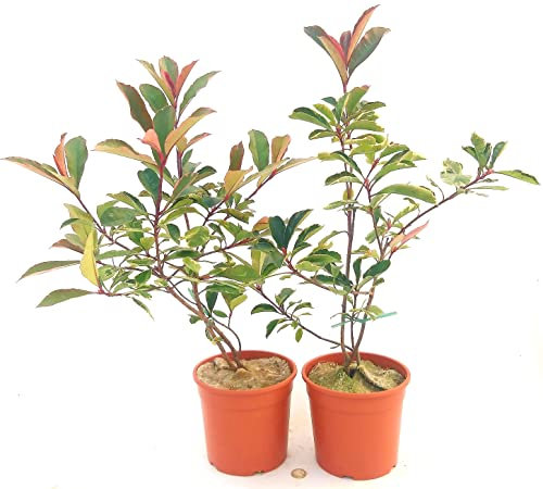 POWERS TO FLOWERS - PHOTINIA RED ROBIN VARIEGATA, 2 PIANTE, VASO 17 CM, ALTEZZA 60/70CM, piante vere