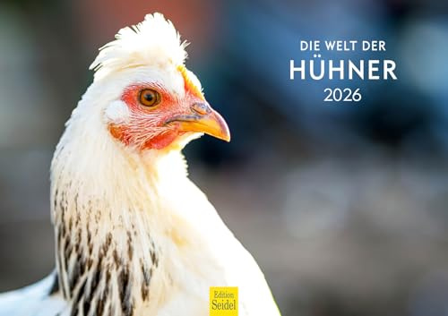 Edition Seidel Premium Kalender Die Welt der Hühner 2026 Format DIN A3 Wandkalender Tierkalender Hühnerkalender Haustiere Huhn Hahn Küken Vögel