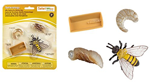 Safari 622716 – Lebenszyklus Einer Honigbiene