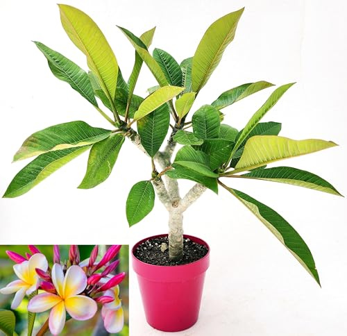 POWERS TO FLOWERS - PLUMERIA FRANGIPANI RAMIFICATA BIANCO/ROSA CON OCCHIO GIALLO, altezza 45cm, vaso 16 cm diametro, pianta vera