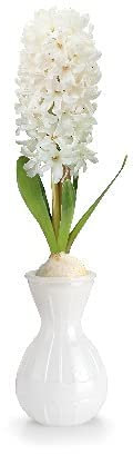 Jamieson Brothers® Hyacinth Bulb in Elegant White Vase (1 Premium Bulb) - Complete Gift Kit with Pot and Compost – Perfect Christmas or Winter Gift for Loved Ones