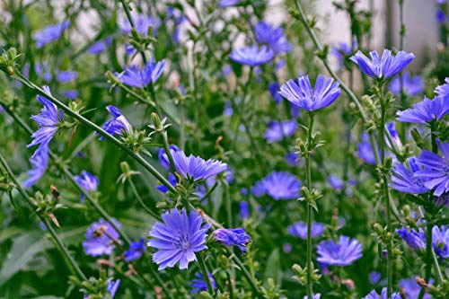 Chicory Seed Food Plot, 2 lb.
