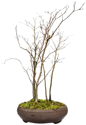 Bonsai Baum mit Keramik Blumentopf - Fagus - Wald Bonsai - (25 cm Schale, 55-65cm Höhe)