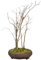 Bonsai Baum mit Keramik Blumentopf - Fagus - Wald Bonsai - (25 cm Schale, 55-65cm Höhe)