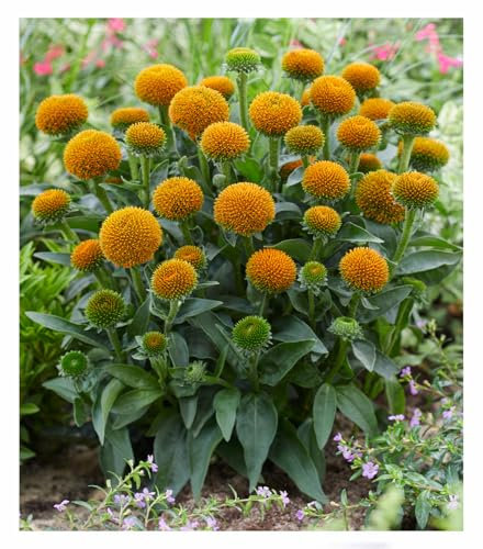 BALDUR Garten Echinacea 'Drumsticks® Gold',1 Pflanze, mehrjährig - winterhart, pflegeleicht, bienenfreundlich, auffällige Kugelblüten, sehr lange Blütezeit, Blickfang im Beet & Kübel