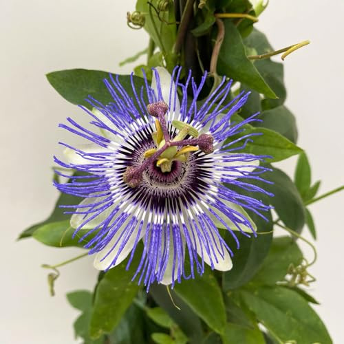 Passionsblume, blau-weiß, Pyramide, Topf-Ø 17 cm, Höhe ca. 60 cm
