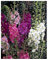 Königskerze Mix - Verbascum phoeniceum - Blume - 500 Samen