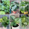 100 pcs korbmarante calathea samen, bodendecker winterhart, samen winterhart (Calathea orbifolia) pflanzen samen indoor, balkon pflanzen garten pflanzen, winterharte stauden für pralle
