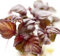 Rojo Perilla - Shiso - 100 Semillas