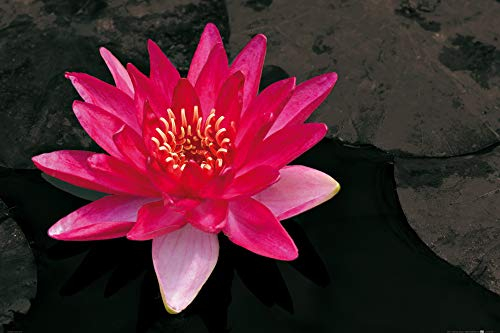 1art1 Blumen Poster Blütenzauber, Rote Seerose Plakat | Bild 91x61 cm