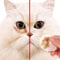 Fewao 100Pcs Eye Tear Stain Remover Wipes for Cats & Dogs Safe and Effective Cleansing Pads Natural Plant Wet Cotton Pet Wipes