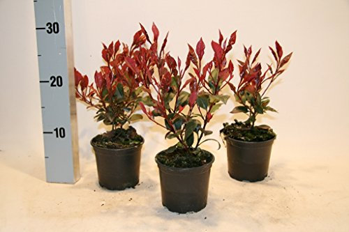 Photinia fraseri Little Red Robin 10,5 10-15 cm 25 St.