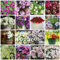 500 Pcs Petunien Samen Stehend - Blumen Balkon, Garten Geschenke Für Frauen,Petunia Hybrida, Blumenmischung, Winterharte Pflanzen Für Garten, Kräuterpflanzen, Blumen Für Balkon, Flower