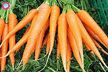 Potseed 300pcs Karottensamen Bio Heirloomsamen Gemüse Obst Fünf Zoll Ginseng Karottensamen Topfpflanze für Hausgärten