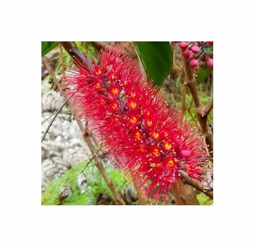Pcs - 2X Geissois Balansae Tree with Red Long Blossom Plants - Seeds ID1717 & Plants Shop by Ipsa