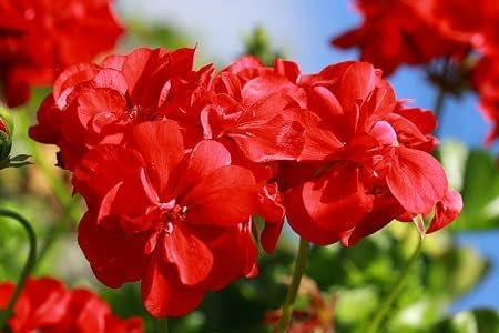 Geranio - Semillas de flores (100 unidades), color rojo