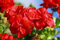 Geranio - Semillas de flores (100 unidades), color rojo