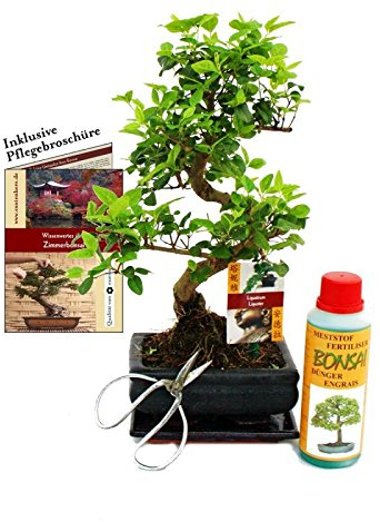 Gift Set Bonsai - Ligustrum - Chinese privet - 6 Years - Beginner Set