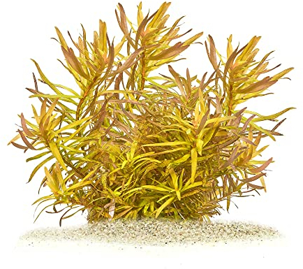 Ammannia pedicellata 'Golden' - Goldene Nesaea in vitro XL - 8,5cm Bechergröße - Hintergrund Wasserpflanzen für Aquarien