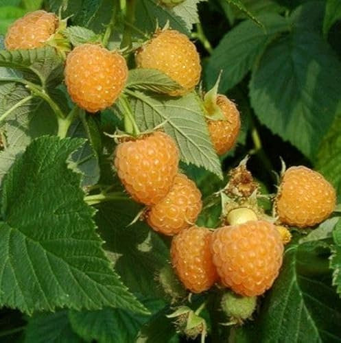 Pianta di Lampone rifiorente, pianta vera Età 2 anni, maturazione da maggio a Ottobre. vs16cm (Lampone Gold (Giallo Rifiorente))