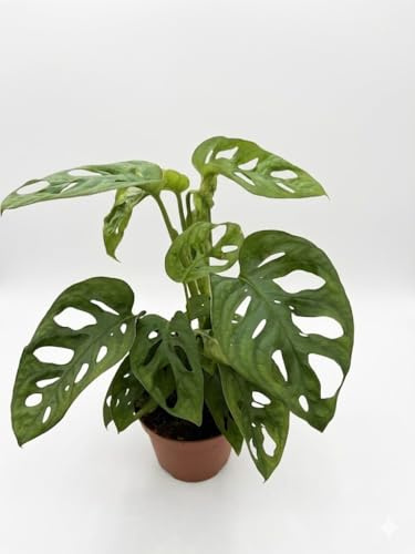 MODIPITRE Monstera Adansonii, Pianta Viva in Vaso da 11 cm, Verde, Ombra Parziale, Terreno Ben Drenato