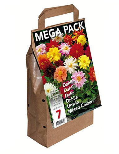 GreenBrokers Big Buy MEGA Pack (7 Bulbs), Dahlia Unwin Mixed Colour
