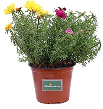 Pianta di Portulaca pianta da esterno pianta da fiore pianta succulenta pianta di Portulaca ornamentale pianta vera venduta da eGarden.store (Portulaca Grandiflora Ibrida Multicolor)
