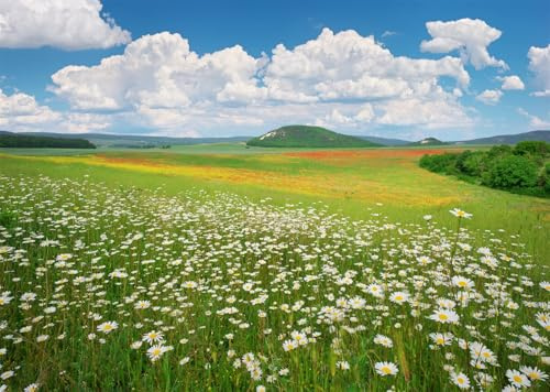 CORFOTO 2.1x1.5m Frühling Kamille Blumenwiese Hintergrund Natur Landschaft Fotografie Hintergrund Landschaft Feld Hintergrund Blauer Himmel weiße Wolke Landschaft Hintergrund Fotokabine