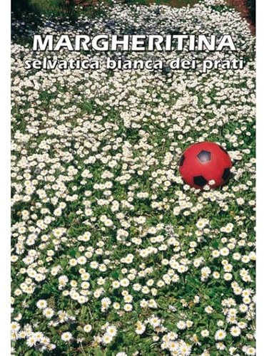 MARGHERITA selvatica bianca dei prati