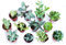 Italy Green Life - Piantine Grasse Vere Mini Succulenti Senza Spine, Vaso Ø 5.5cm. Piante Vere da Interno, Piante Vere da Appartamento, Piante Grasse Vere da Esterno Perfetti (12 Piante)