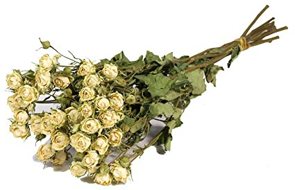 FloristryWarehouse Dried Bunch Natural Spray of Roses 50cm/20 Inches White