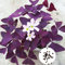 50 Stück Oxalis Corniculata Samen, Blumen Samen für Garten und Balkon,Ideale Garten Pflanzen, Balkon Pflanzen & Kübelpflanzen, 50Pcs Oxalis Corniculata Seeds