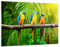 Wandbilder Dekoration Wohnzimmer Papageien Collorful Natur Vögel Bilder auf Glas 120x80cm Glasbild Schlafzimmer Küche Deko Wand Kunstdruck Art Groß XXL Wanddeko Bild im Glas Modern GAA120x80-2696
