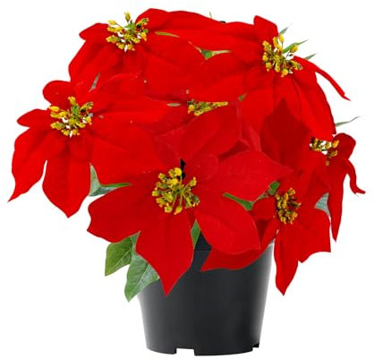 MELAJIA Poinsettia Flowers Artificial Red 35CM Faux Christmas Poinsettia Plant Winter Flowers for Indoor Outdoor Xmas Ornament Porch Home Garden Decorations