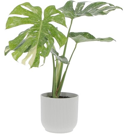 KENTIS - Monstera Thai Constellation - Piante Rare da Interno Ornamentali - Pianta Vera da Appartamento Purifica Aria - H 60/70 cm Vaso Ø 17 cm