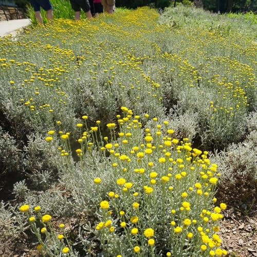 Semi di Santolina chamaecyparissus - piante in vaso resistenti all'esterno, fiori primaverili semi di prato, da giardino, piante da ombra decorazioni floreali, piante per luoghi 50pcs