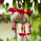 10 Stück rot-weiße Fuchsien-Blumensamen
