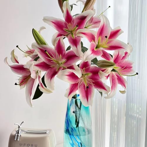 3 pcs lilien zwiebeln winterhart, Riesenlilien Baumlilien, blumen zwiebeln, mini gewächshaus fensterbank (Lilium brownii) blumen, pflanzen pflanzen garten, winterharte stauden für