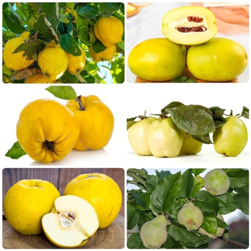 300 Pcs Quittenbaum Winterhart Samen - Bio Saatgut, Alte Sorten Saatgut Quitte, Quitten, Cydonia Oblonga, Bonsaibaum Hochbeet Samen, Hydrokultur Pflanzen Säulenobstbäume Exotische