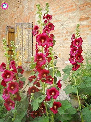 Las semillas 100pcs Malva (Alcea Rosea 'Nigra') mezclado semillas de flor color perenne planta para el jardín de embellecimiento de decoración 7