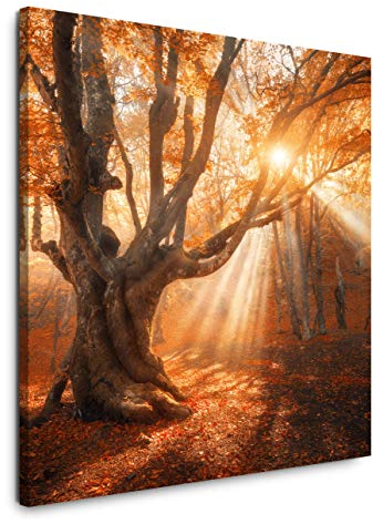 EAUZONE GmbH Magischer Alter Baum 60x60cm Wandbild auf Leinwand, Kunstdruck Moderne Bilder